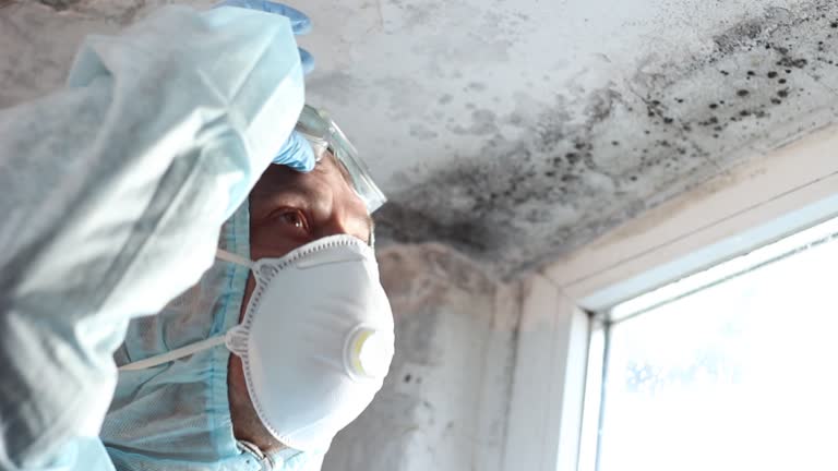 Best Mold Damage Restoration  in Pinconning, MI